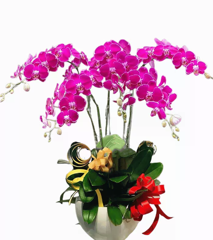 Lan hồ điệp tím hồng, lá xanh