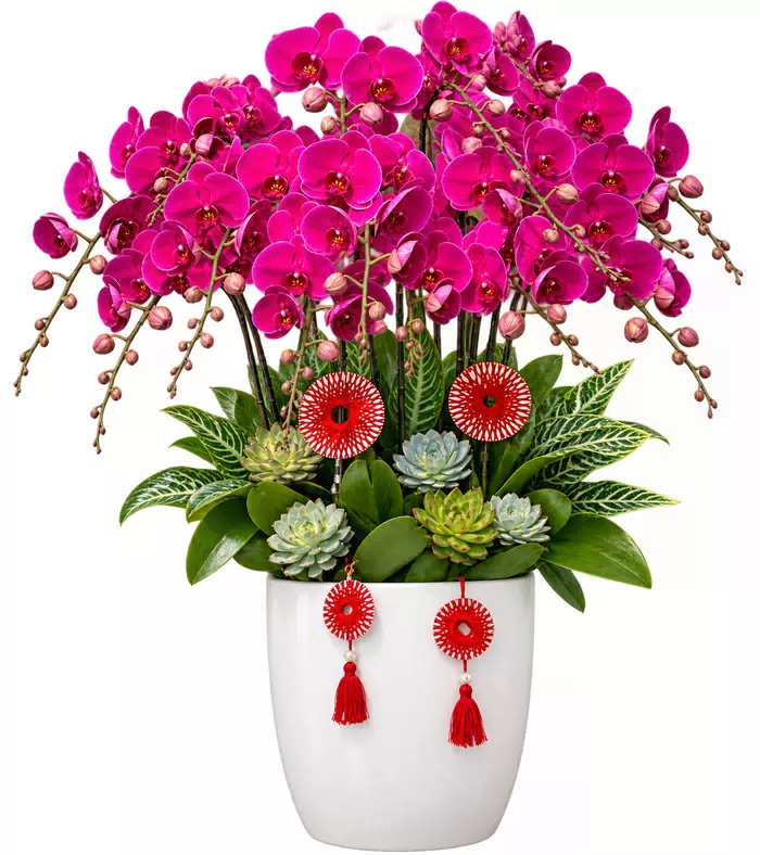 Lan hồ điệp tím đậm, sen đá