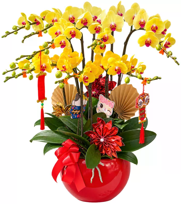 Lan hồ điệp vàng, chậu đỏ và nơ đỏ