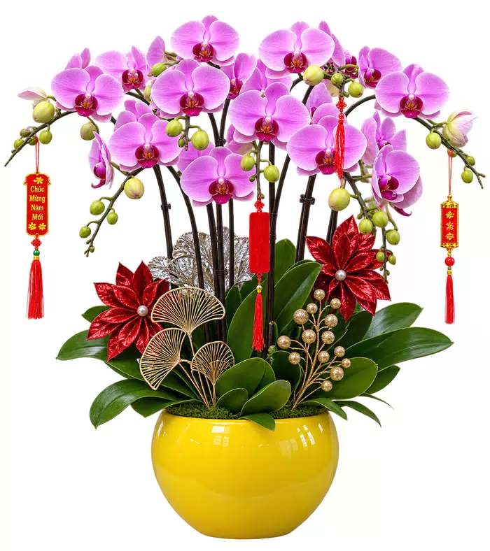 Lan hồ điệp tím hồng, lá xanh và chậu vàng