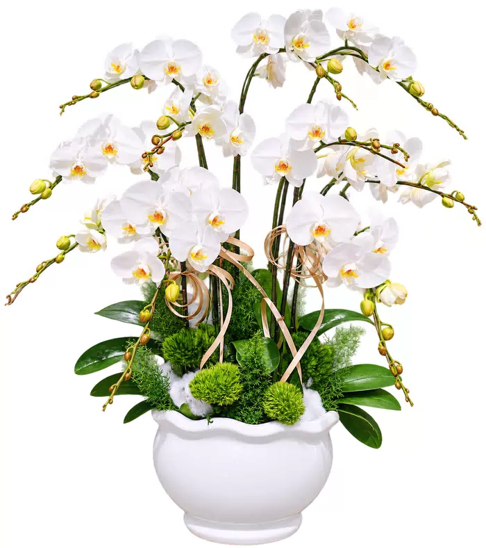 Lan hồ điệp trắng, phụ kiện cong và chậu trắng