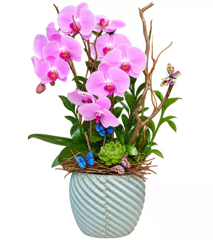 Lan hồ điệp tím hồng, sen đá và chậu xanh nhạt