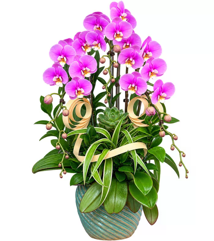 Lan hồ điệp tím hồng, cây lá dài và chậu xanh