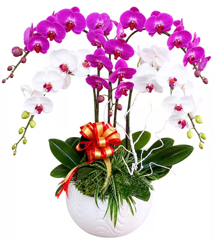 Lan hồ điệp tím trắng, phụ kiện cành trắng