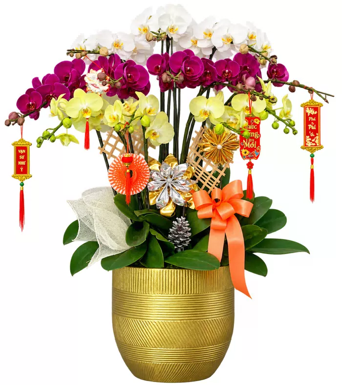 Lan hồ điệp trắng tím vàng