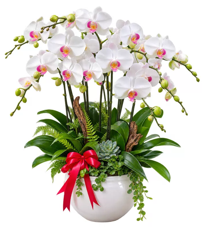 Lan hồ điệp trắng tâm hồng, lá rủ và nơ đỏ