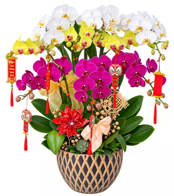Lan hồ điệp trắng vàng tím, phụ kiện lưới