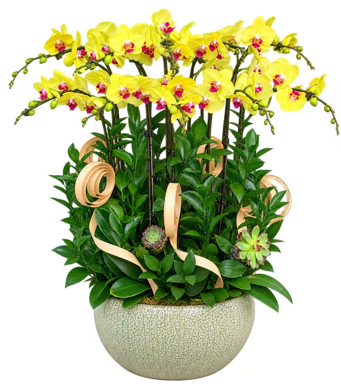 Lan hồ điệp vàng, sen đá