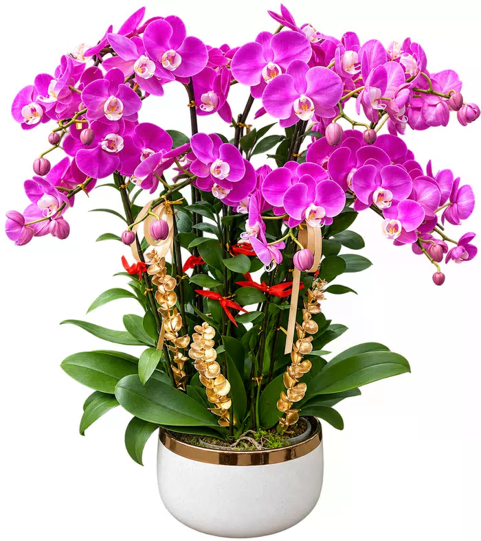 Lan hồ điệp tím hồng, lá xanh và chậu trắng