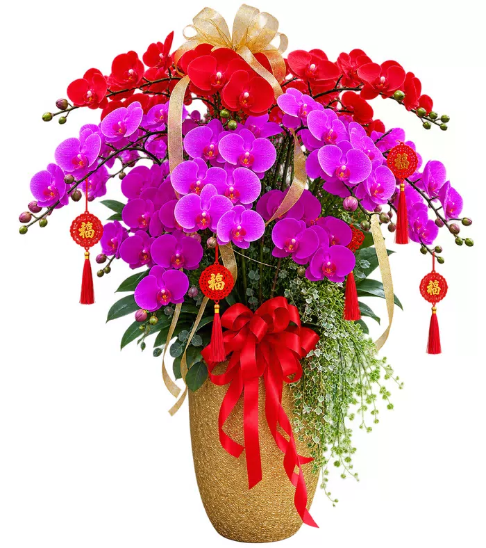 Lan hồ điệp đỏ tím