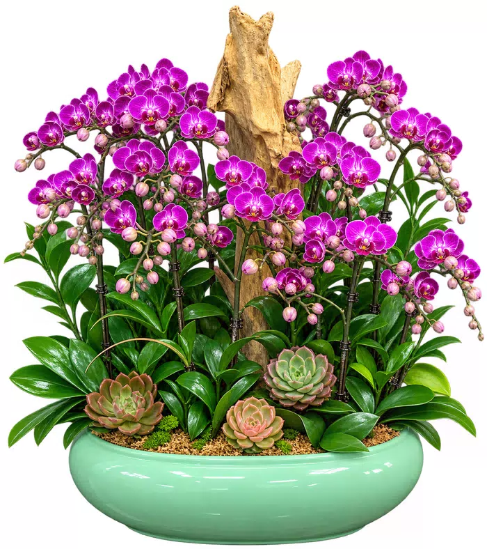 Lan hồ điệp tím viền trắng, sen đá và chậu xanh thấp