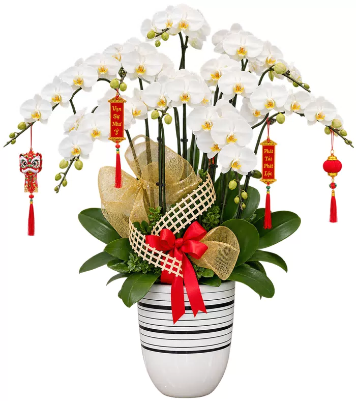 Lan hồ điệp trắng, hoa uốn vòm