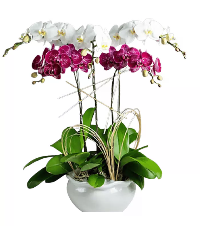 Lan hồ điệp trắng phối đỏ rượu vang