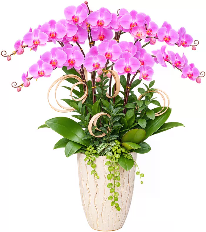 Lan hồ điệp tím hồng, cây lá rủ